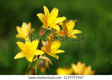 Yellow Daylily (Hemerocallis lilioasphodelus) flowers Royalty-Free Stock Photo #2179797467