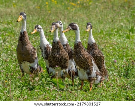indian runner duck in the garden (Anas platyrhynchos domesticus) Royalty-Free Stock Photo #2179801527