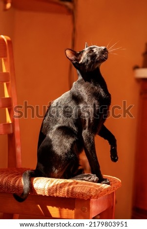 Portrait of a black oriental cat in profile on an orange background.