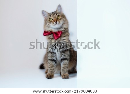 A funny gray cat with a red bow tie sits on a white studio background and looks into the camera. Creative advertising. Online courses, the concept of a distance education banner.