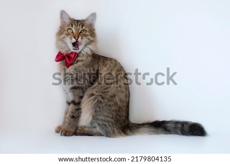 Close-up of funny gray cat with red bow tie sitting on a white studio background and looking away. Creative advertising. Online courses, concept of the banner of remote distance education.