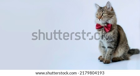 Banner. Close-up of funny gray cat with red bow tie sitting on a white studio background and looking away. Creative advertising. Online courses, concept of the banner of remote distance education.