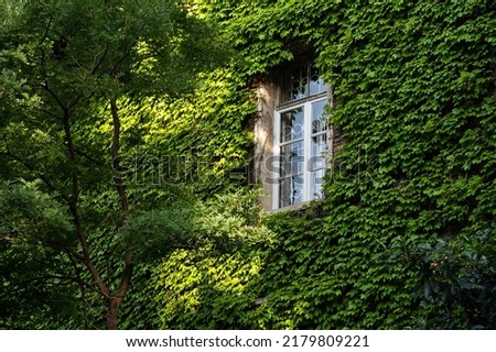 Green facade, eco house concept. Ivy covered building in Tbilisi Georgia. Vine creeper around window on facade house covered wild grape.  Royalty-Free Stock Photo #2179809221