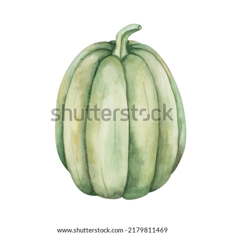 Watercolor illustration of hand painted green plump ripe pumpkin. Autumn harvest of vegetables. Isolated on white food harvesting clip art for Thanksgiving postcards, Halloween prints, posters