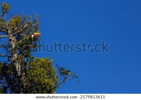 The toco toucan in Iguazu National park