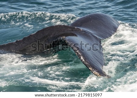 Humpback whales (Megaptera novaeangliae) dives into the water after feeding near the surface.