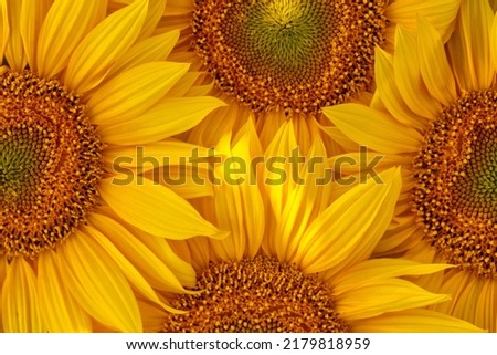 Pattern, sunflower flowers. Abstract natural background or texture. Top view