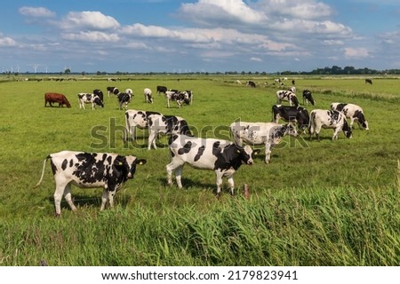 Black and white Holstein Friesian cattle (mostly heifers) on a pasture near Meggerdorf in the Eider-Treene-Sorge depression in Schleswig-Holstein, Germany. Royalty-Free Stock Photo #2179823941