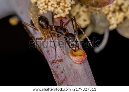 Adult Female Carpenter Ant of the genus Camponotus eating on the extrafloral nectary of a plant  Royalty-Free Stock Photo #2179827511