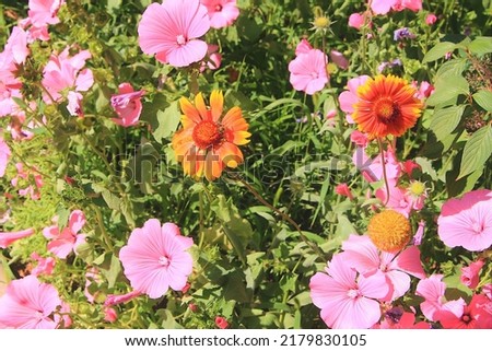 Orange and pink flowers, background, wallpaper picture with flowers.