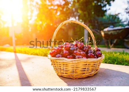 Ripe cherries in a basket. Delicious natural treat. New crop of sweet cherries. Beautiful red berries in the sun.