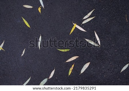 A picture of deep black coloured asphalt as a copy-space and background for small golden yellow fallen leaves. Close -up view of fallen leaves.