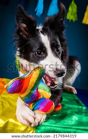 Pet Dog Studio Photography for advertisement, veterinarian, dog trainer, dog daycare, groomer
