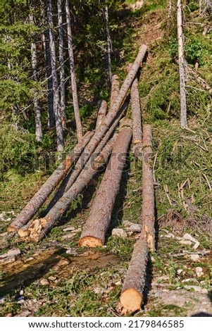 A photo of fallen trees showing the destruction of the forest. High quality photo