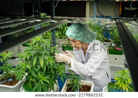 Scientists are spraying cannabis plants with water in a cannabis plant. Cannabis for medical purposes. Hemp cannabis. CBD Royalty-Free Stock Photo #2179862531