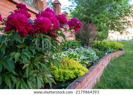 Lush burgundy peonies among other perennials in a flower bed.. Perennial flowers, landscape design. Royalty-Free Stock Photo #2179864393