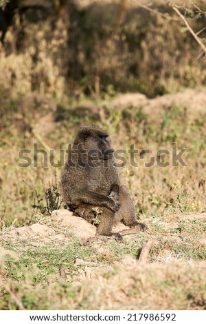 Baboon in the savannah  of Africa 