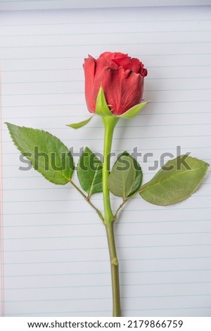 Red rose on sheet of paper , red flower on notebook, red flower background 