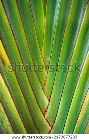 Traveler's palm (Ravenala madagascariensis), detail, Phuket, Thailand