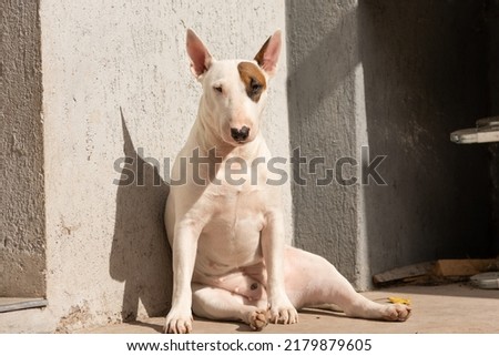 White bullterrier dog sitting in the sun staring directly at the camera