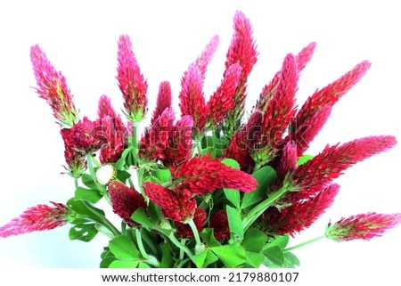 crimson clover or italian clover wild flower,selective focus isolated on white background,copy space