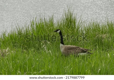 Canada Goose near the Water