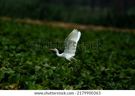 The great egret, also known as the common egret.
