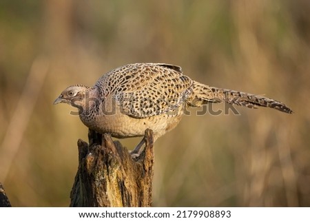 Female common pheasant, phasianus colchicus, hen perched on a wooden post isolated from background  Royalty-Free Stock Photo #2179908893