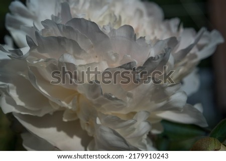 peony flower close-up on a dark background