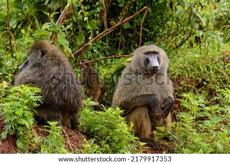 Wet olive baboon (Papio anubis) in the rain. Ngorongoro Conservation Area (NCA). Tanzania