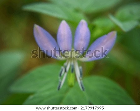 defocused abstract background of purple flowers