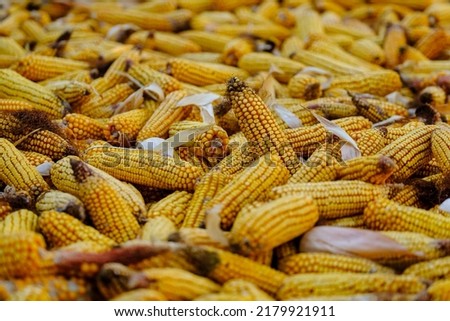 Photo food vegetable sweet raw ear corn. Texture background of fresh yellow corns. Image vegetable product big sweet maize corns