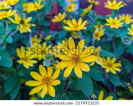 This beautiful yellow flower is called a mini sunflower