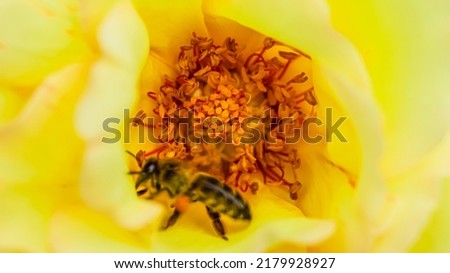 Bee eating nectar from a flower