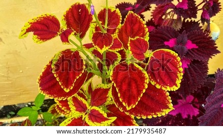 very beautiful colorful flower leaves in the garden