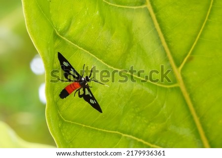 Close up of red and black bug in nature