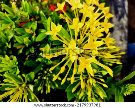 Very beautiful and charming yellow flowers