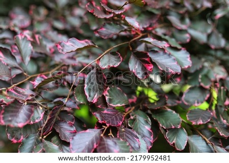 Beech Purpurea Tricolor leaves. Fagus sylvatica Purpurea Tricolor. Royalty-Free Stock Photo #2179952481