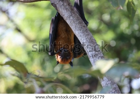 Lyle's flying fox (bat) roosts in trees