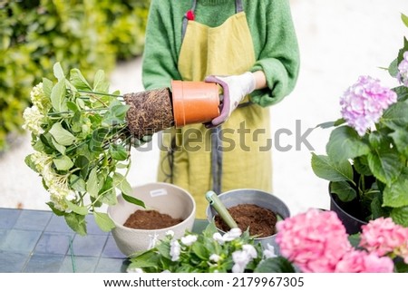 Woman replanting flowers, pulling hydrangea with roots from a pot, close-up on hands. Florist gardening outdoors Royalty-Free Stock Photo #2179967305