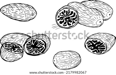 Set of hand drawn nutmeg, whole, half and slices. Isolated black on white elements for design Royalty-Free Stock Photo #2179982067