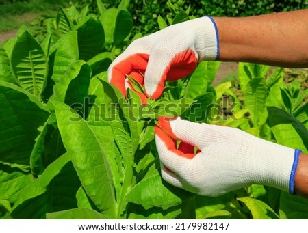 pasching tobacco on a tobacco farm. woman removes side shoots on tobacco bush Royalty-Free Stock Photo #2179982147