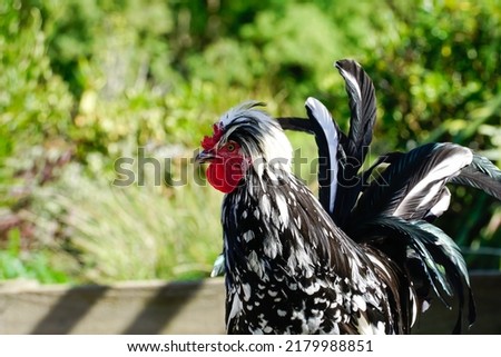 Mottled Houdan chicken, a rare breed of French origin, in Willowbank wildlife reserve Christchurch New Zealand Royalty-Free Stock Photo #2179988851