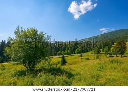 trees on the hill by the road. countryside scenery with grassy pasture and forest on the hill. sunny summer weather with fluffy clouds