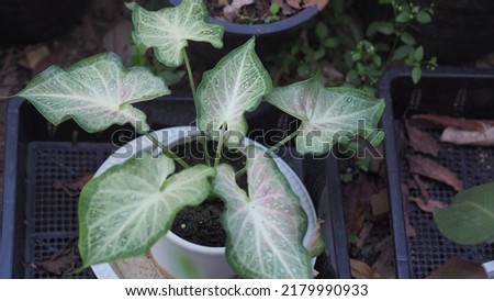 Caladium bicolor leaf shoot close up picture