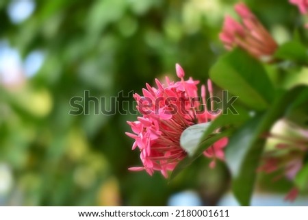 Shoot out of focus blurred flowers nature background