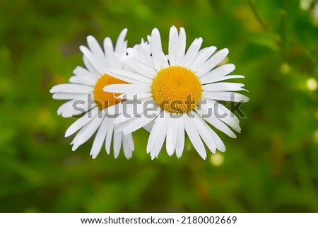 Wild chamomile flowers on a blurry green grass background.