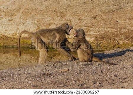 Chacma baboons (Papio ursinus), also known as the Cape baboon, playing and fighting in a Game Reserve in the Tuli Block in Botswana