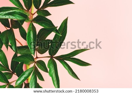 Natural fresh green garden plant leaves with rain drops on pastel pink backdrop with some blank space. Beautiful sunny floral background for your design.