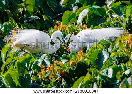 Great Egret Nesting in Hong Kong Royalty-Free Stock Photo #2180010847